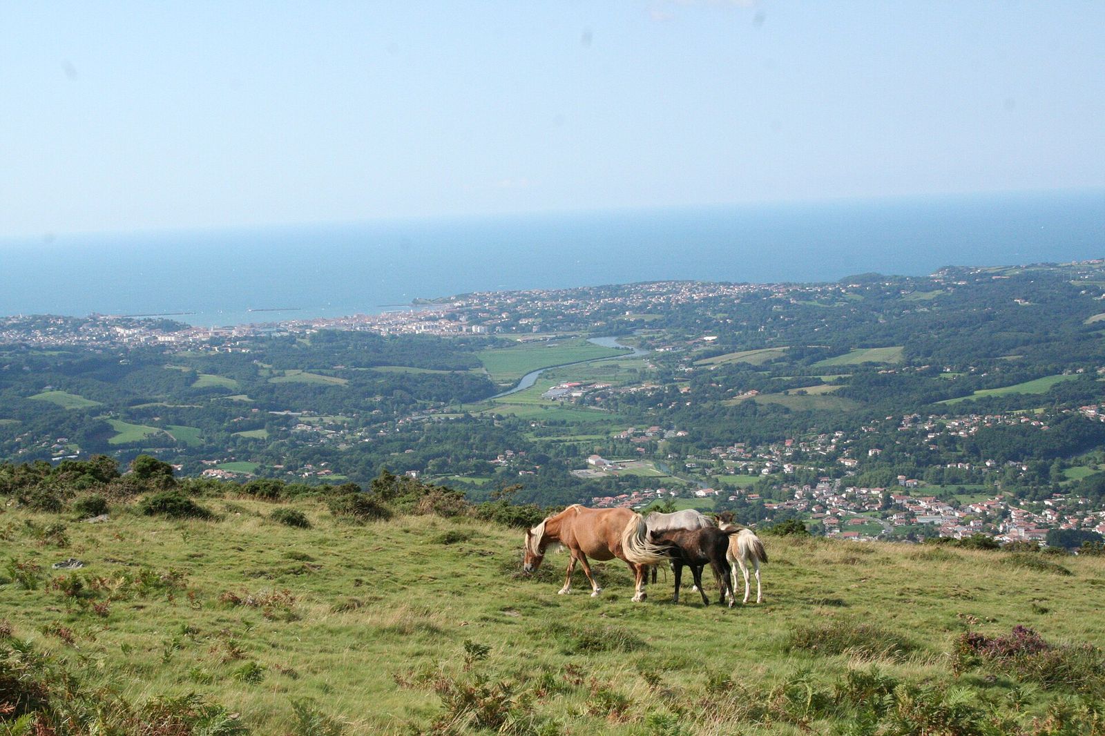 Vue du Pays Basque depuis les hauteurs, jusqu’à l’océan, avec des chevaux pottoks au premier plan